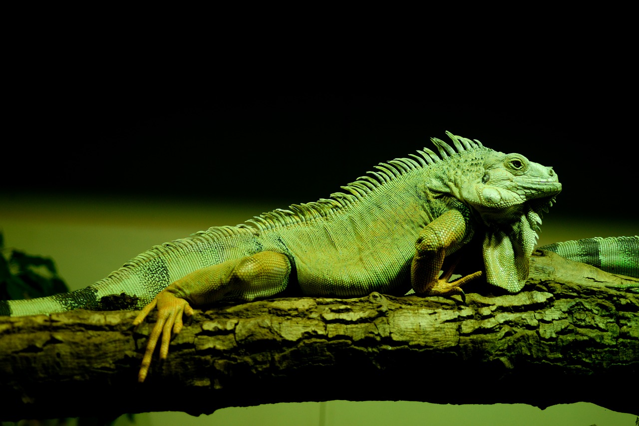 green iguana reptile free photo