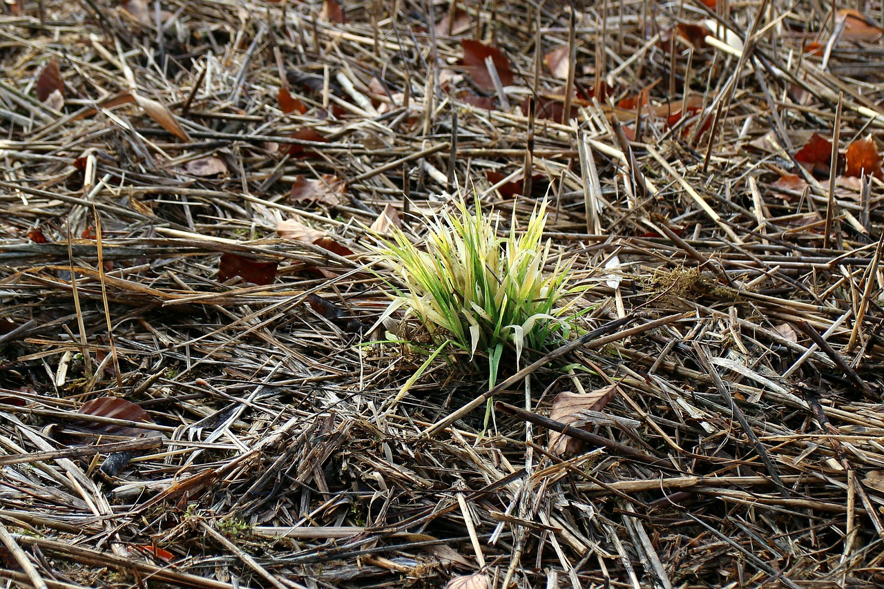 green first green sprout free photo