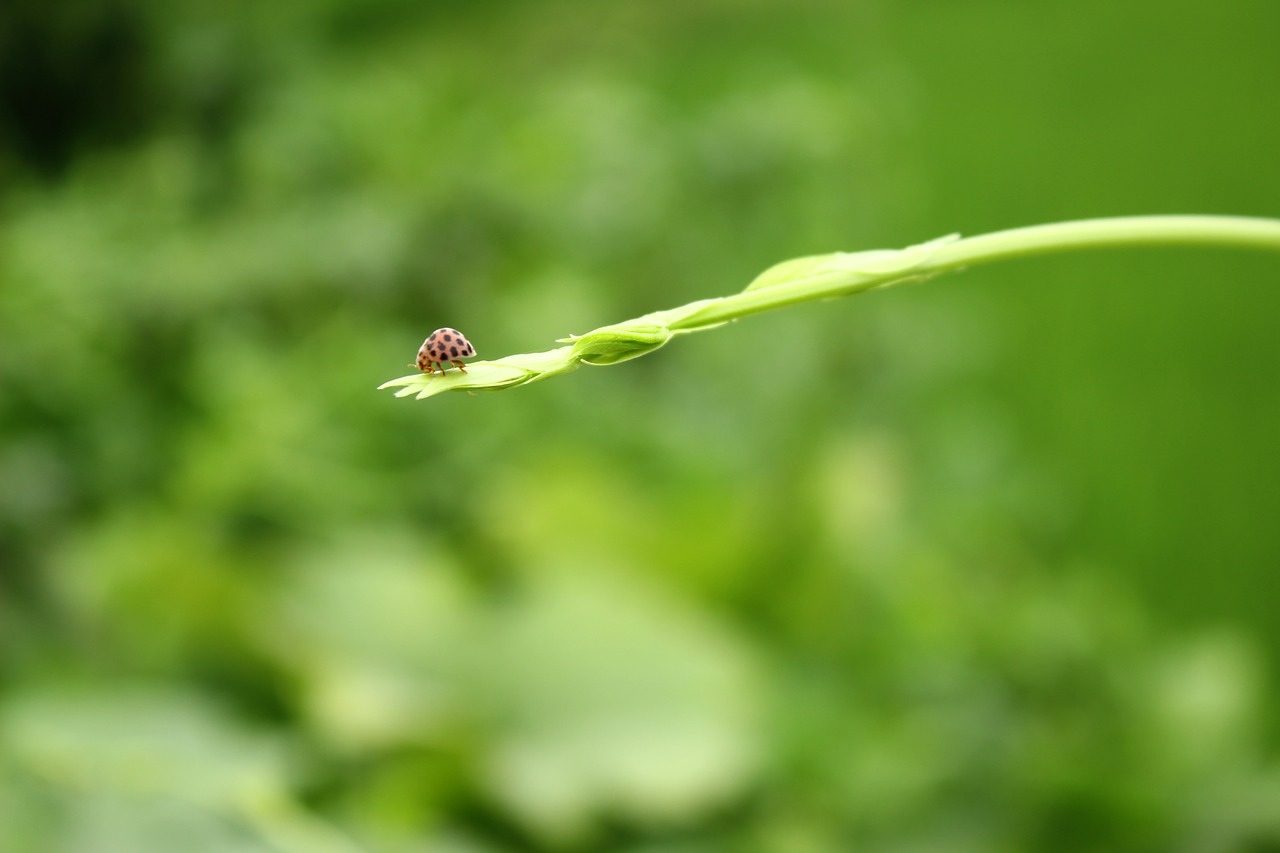 green background ladybug free photo