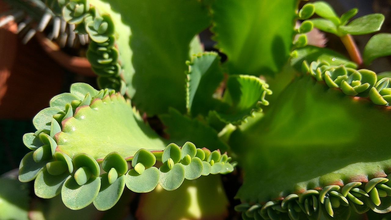 green fractal flower free photo