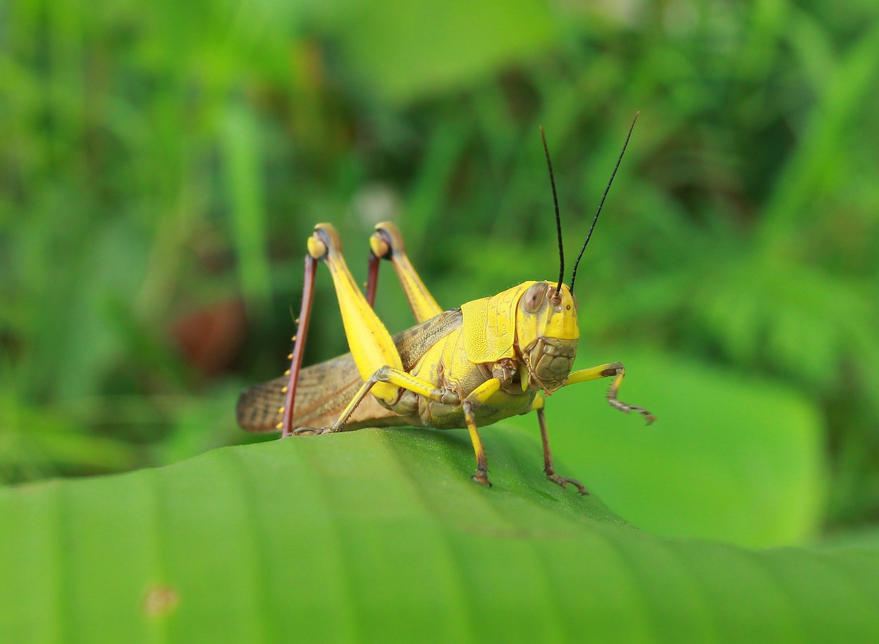 green animal insect free photo