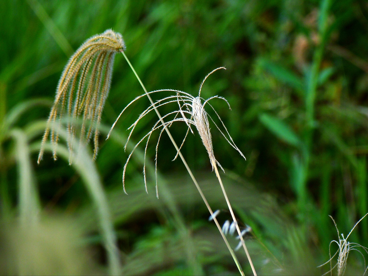 green garden white free photo