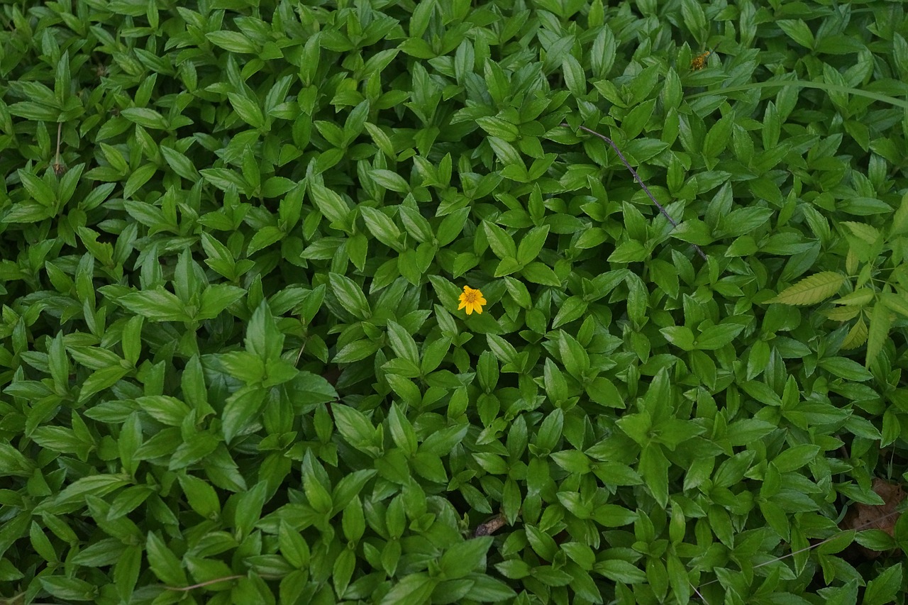green leaves single yellow flower free photo
