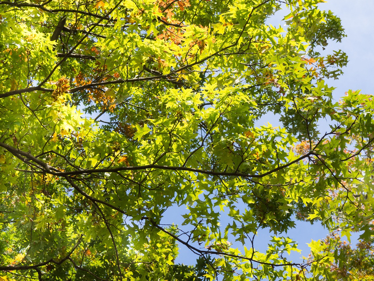 green trees plants free photo