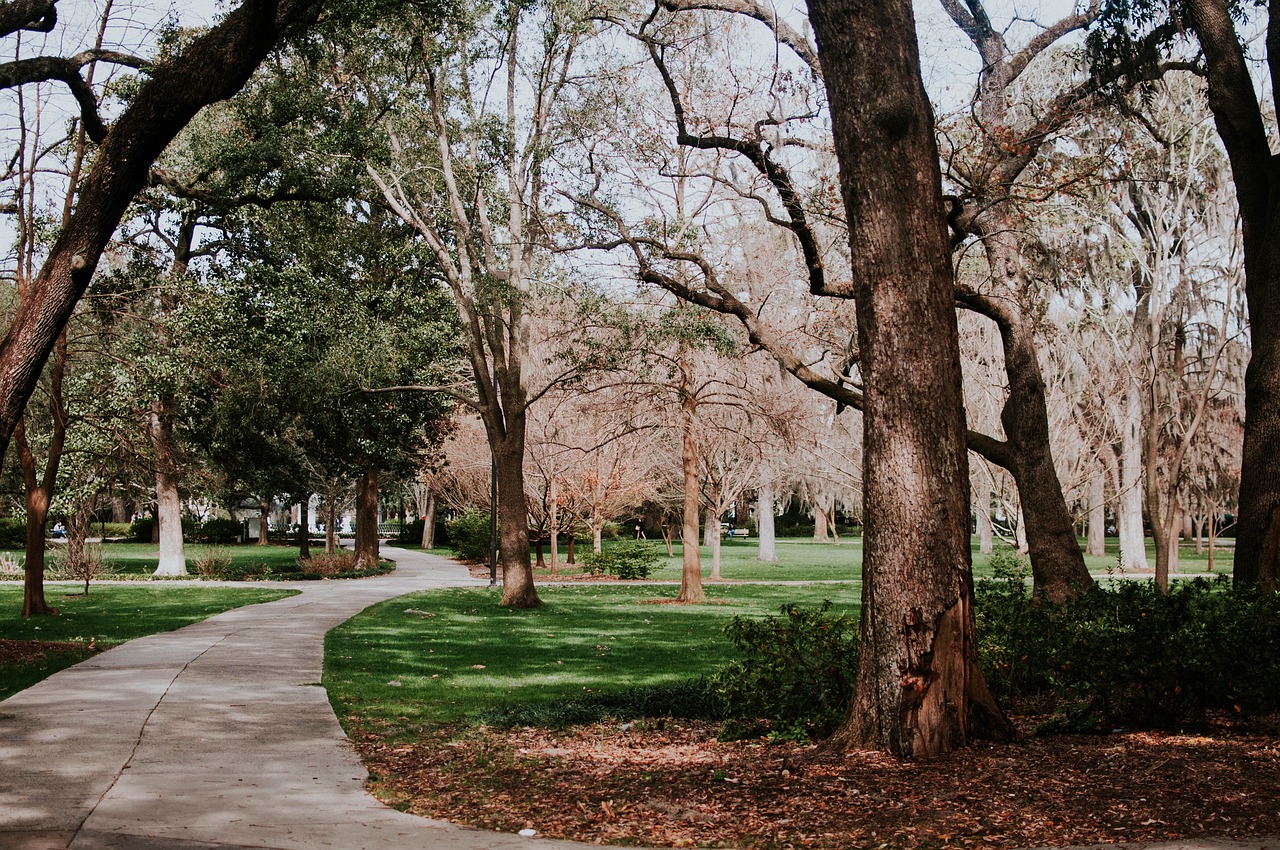 green trees plants free photo