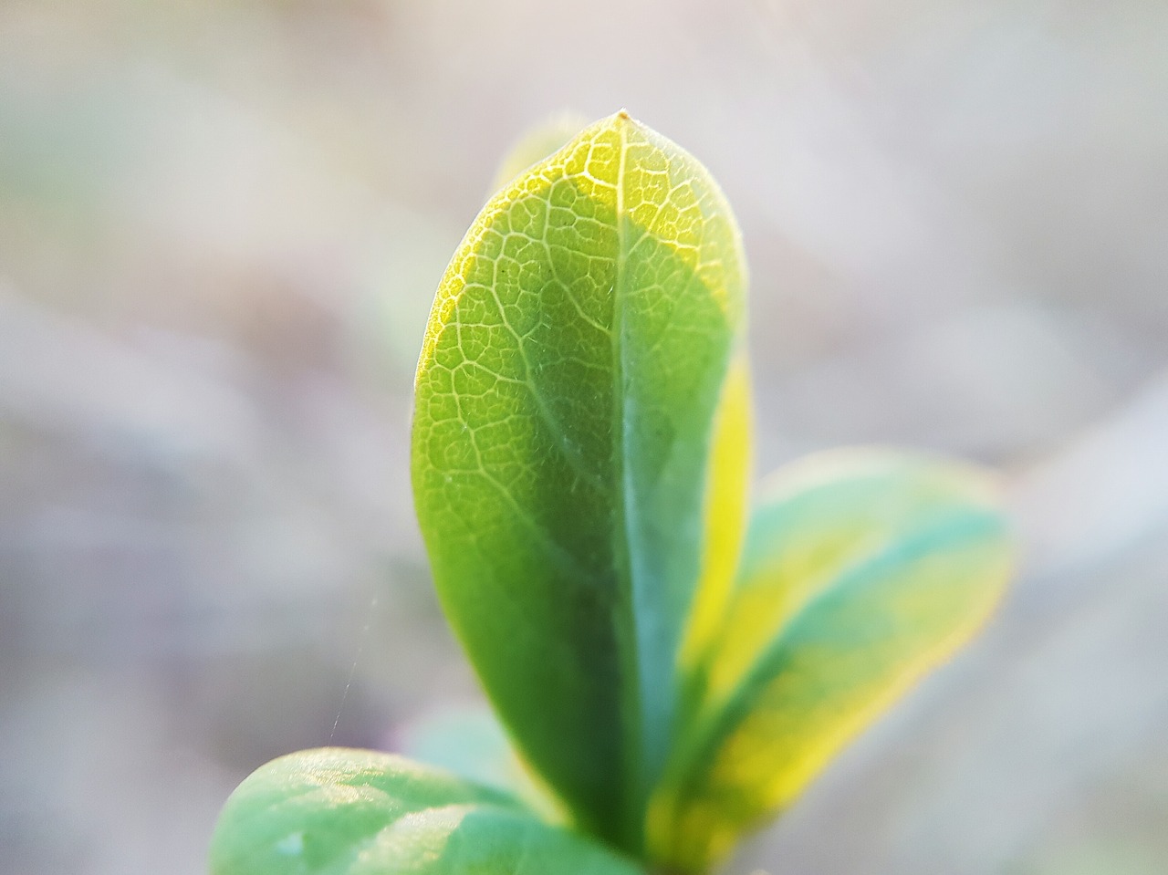 green leaf plant free photo