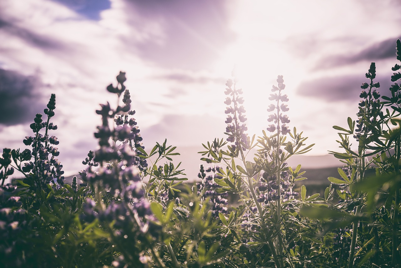 green plant nature free photo