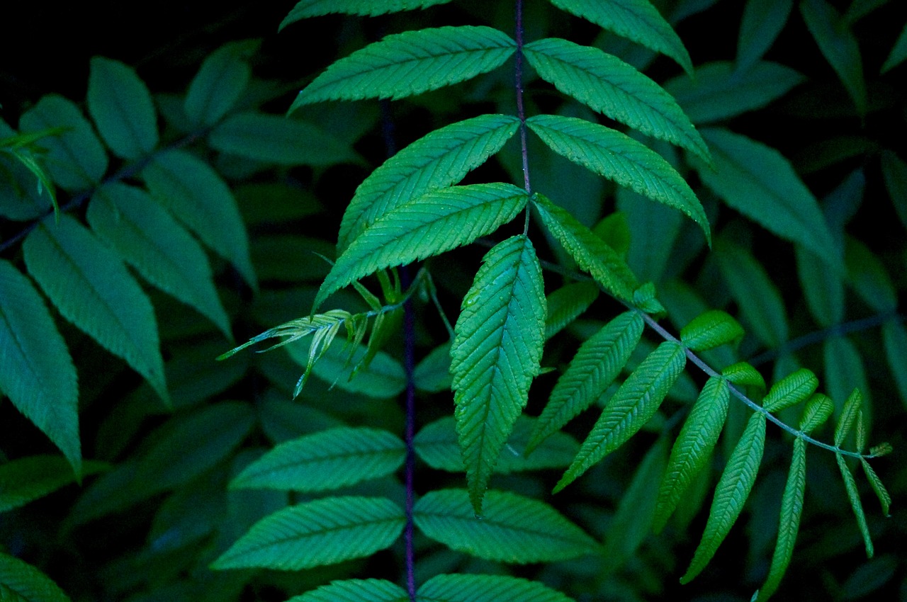 green leaf plant free photo