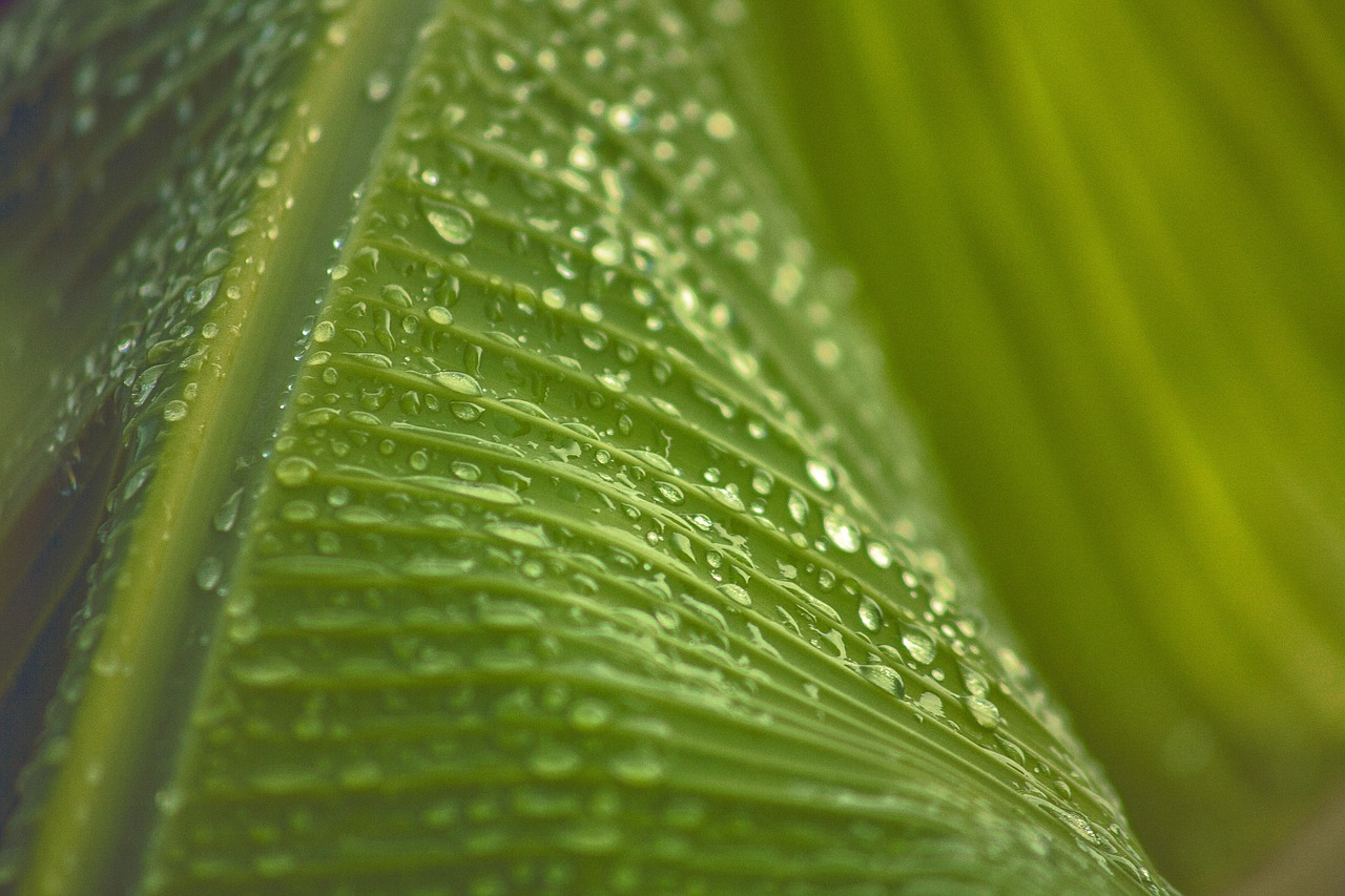 green banana leaf free photo