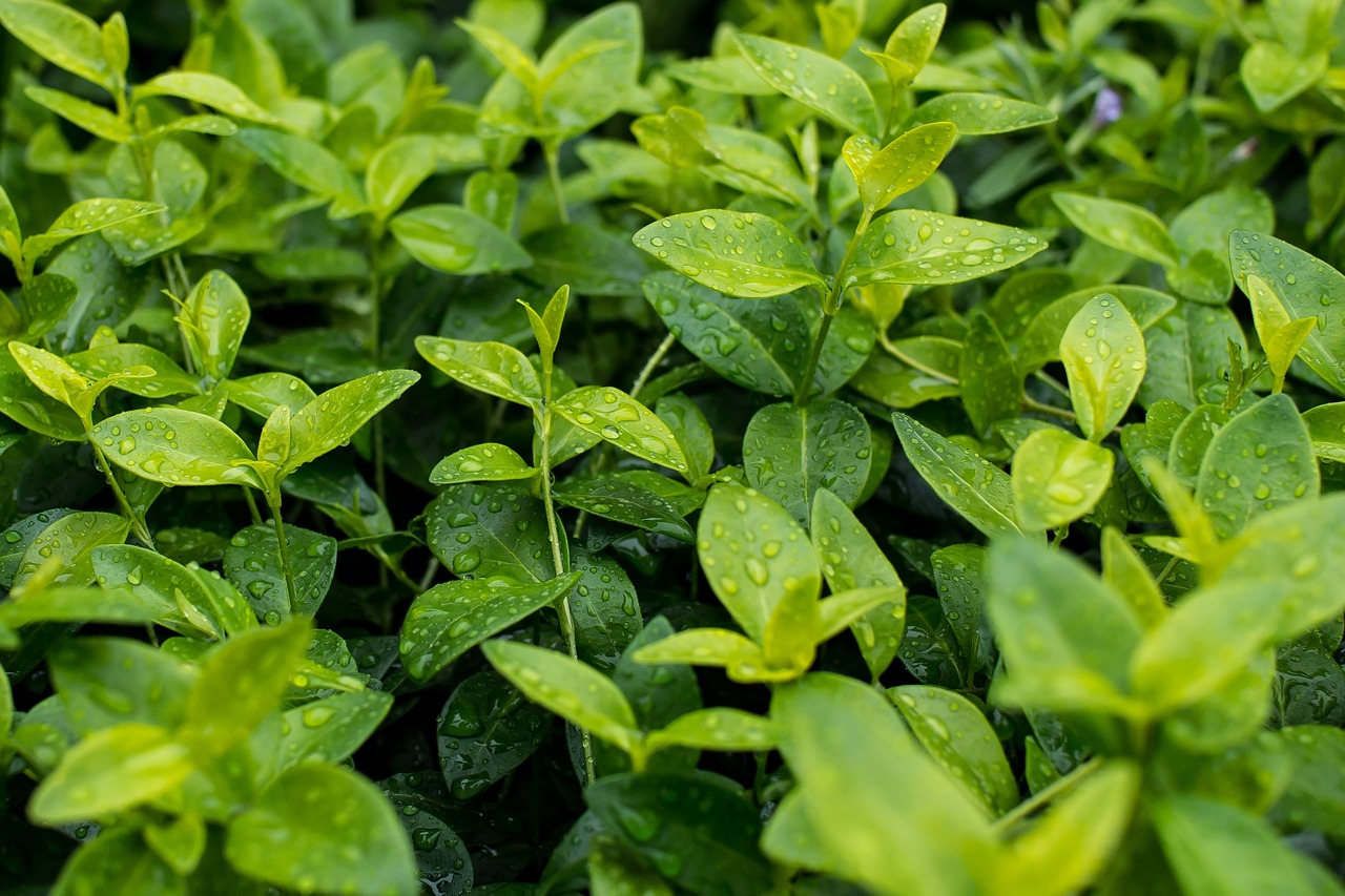 green leaf plant free photo