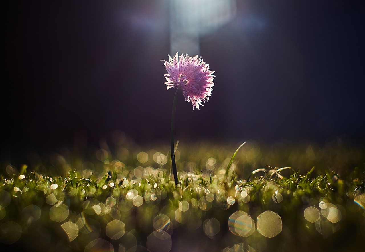 green grass grassland free photo