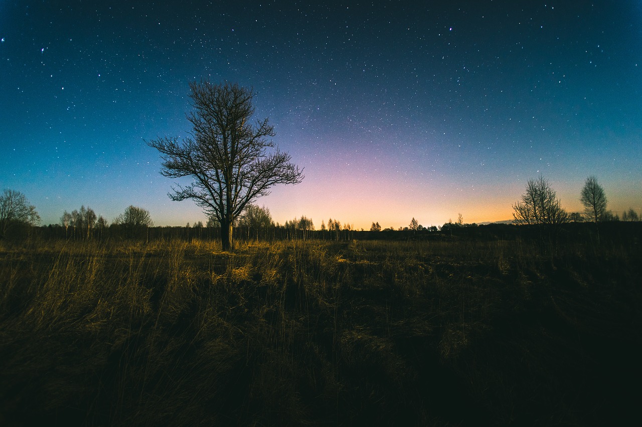 green grass trees free photo