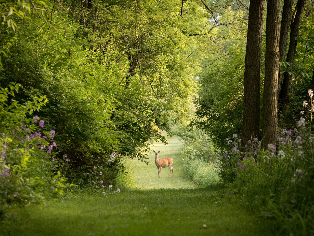 green grass outdoor free photo