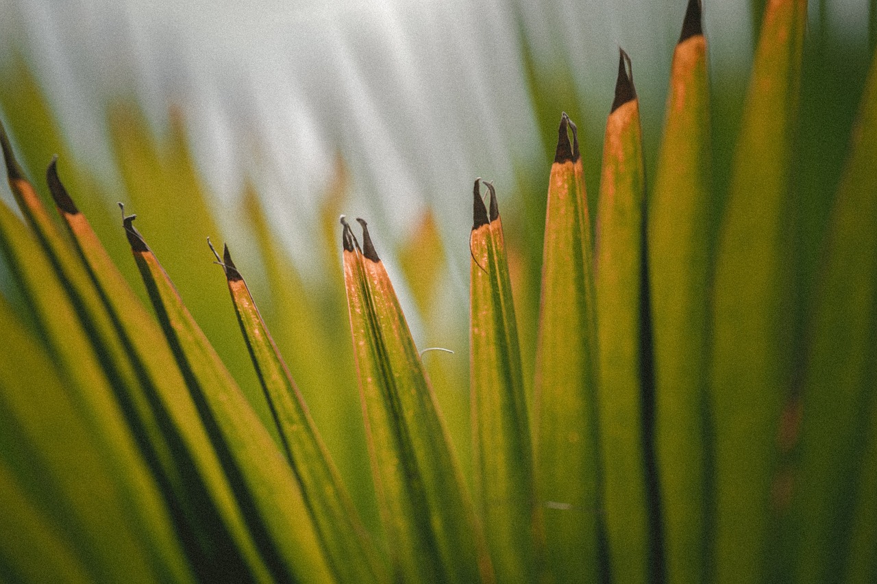 green leaf plant free photo