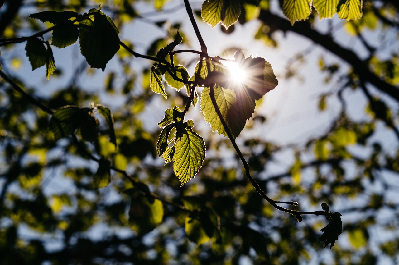 green leaf tree free photo