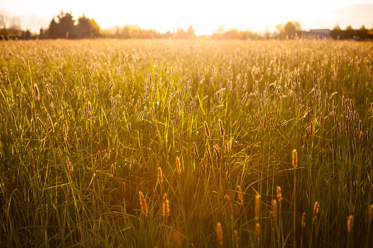 green grass field free photo