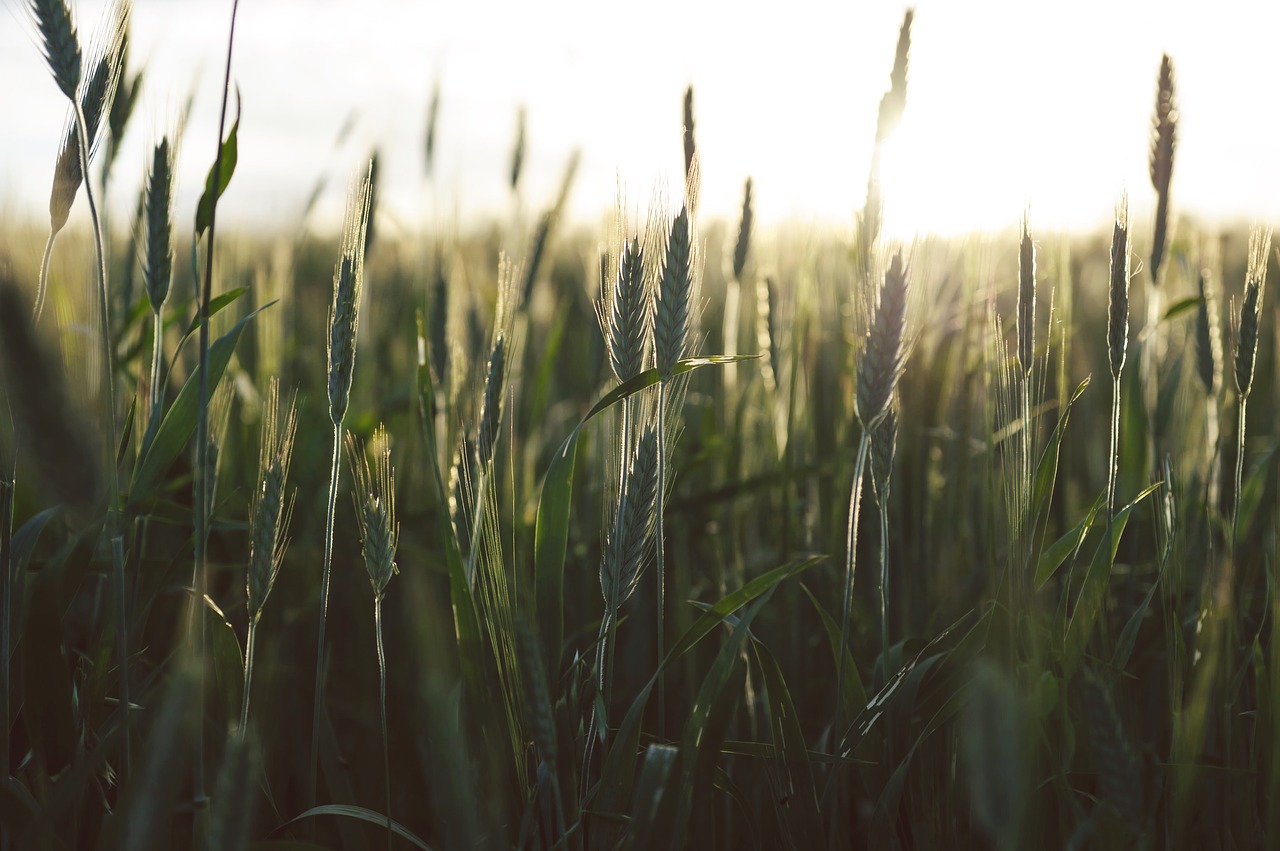 green crops agriculture free photo