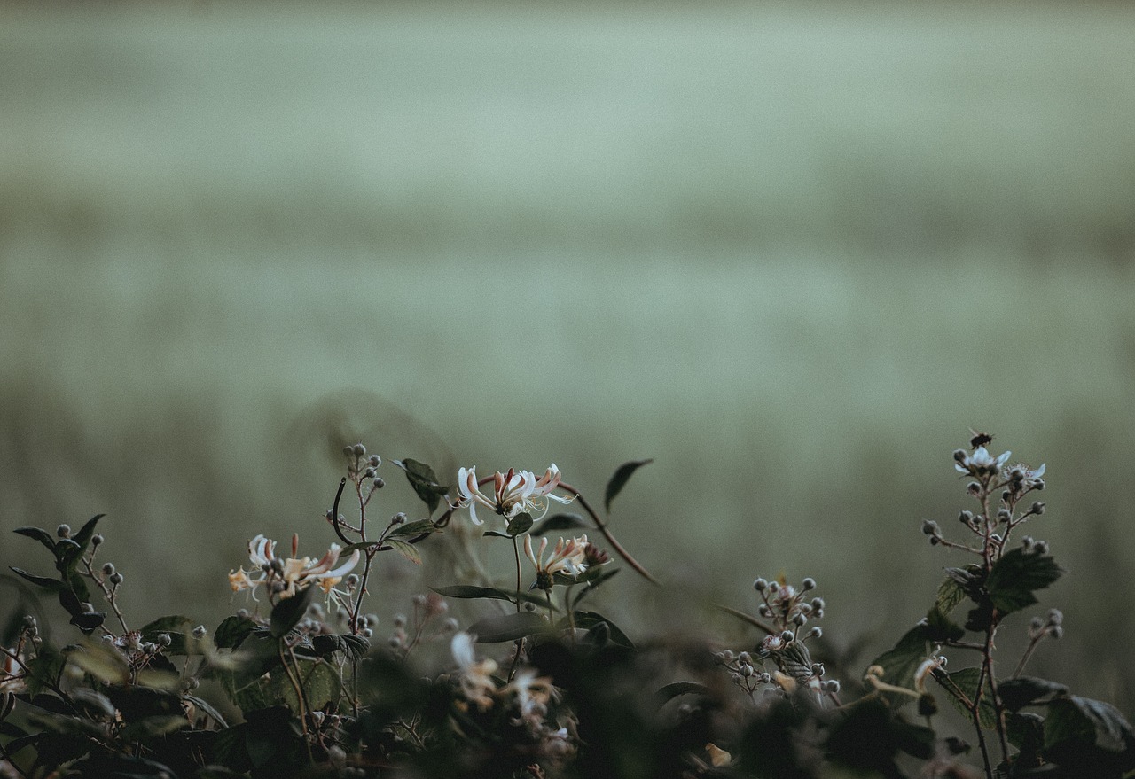 green plants nature free photo