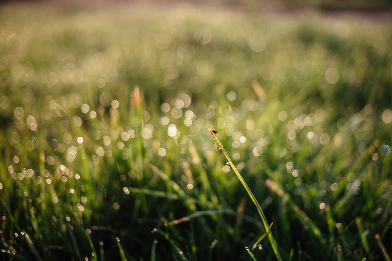 green grass grassland free photo