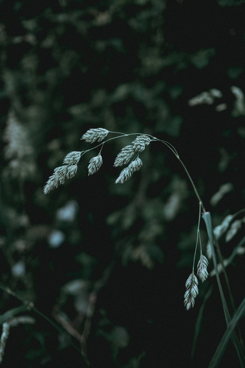 green grass dark free photo