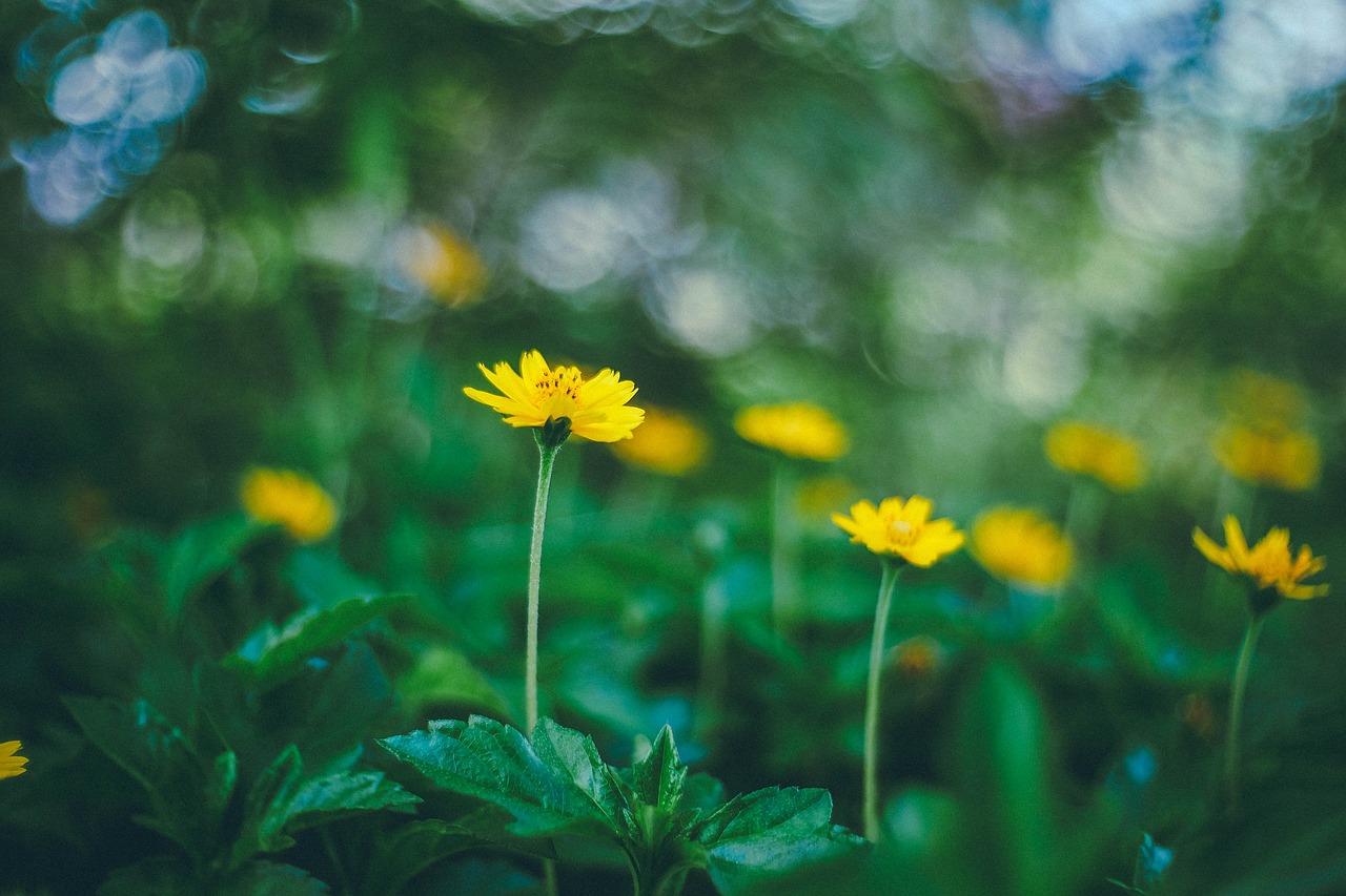 green leaf flowers free photo