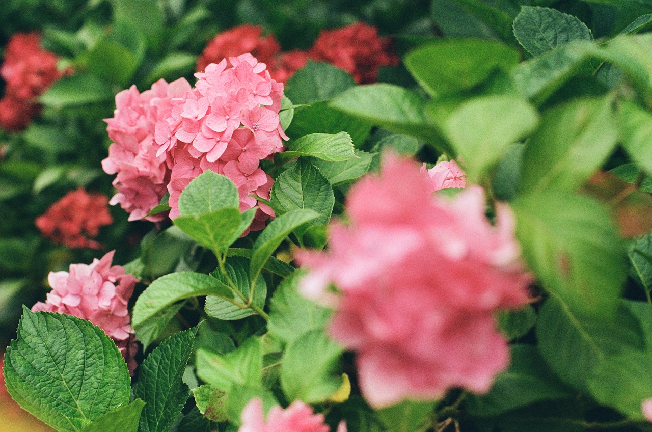 green leaf plant free photo