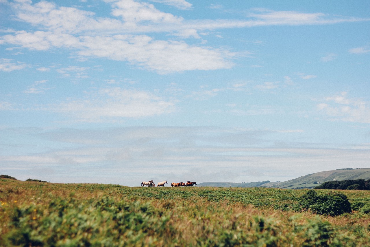 green grass herd free photo