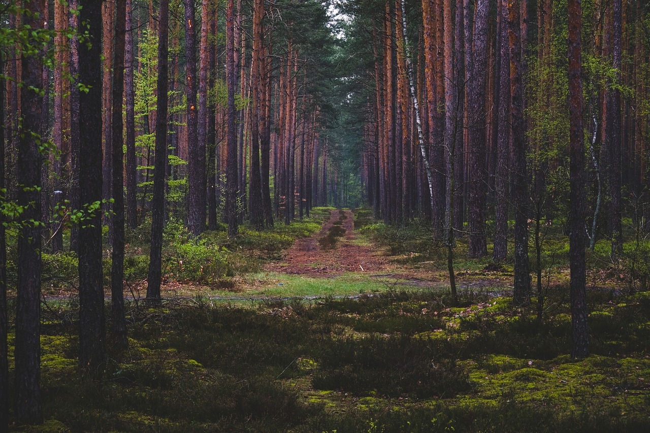 green trees plant free photo