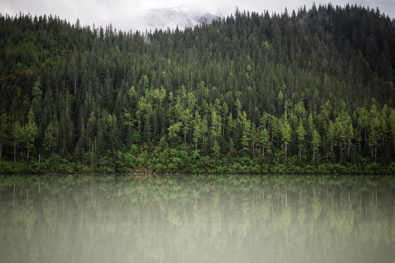 green trees plant free photo