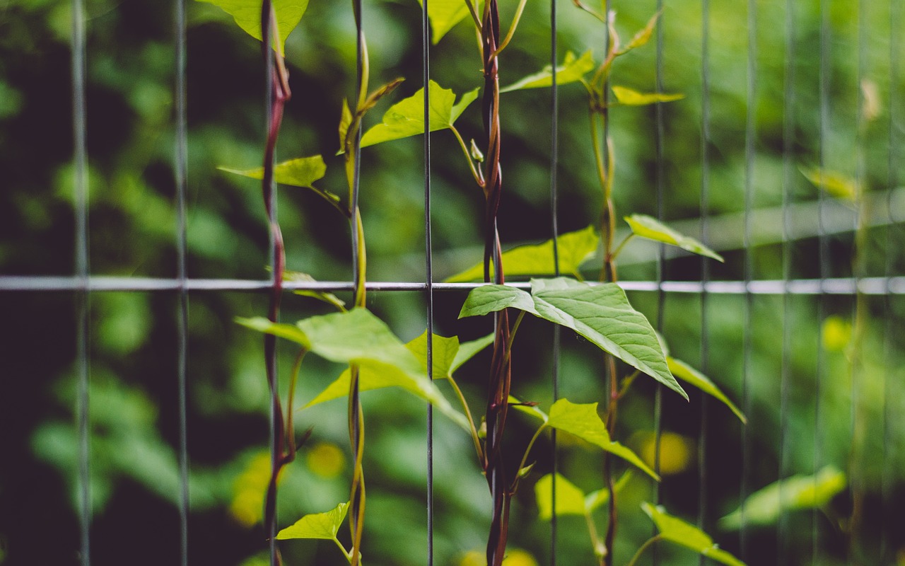 green leaf plant free photo