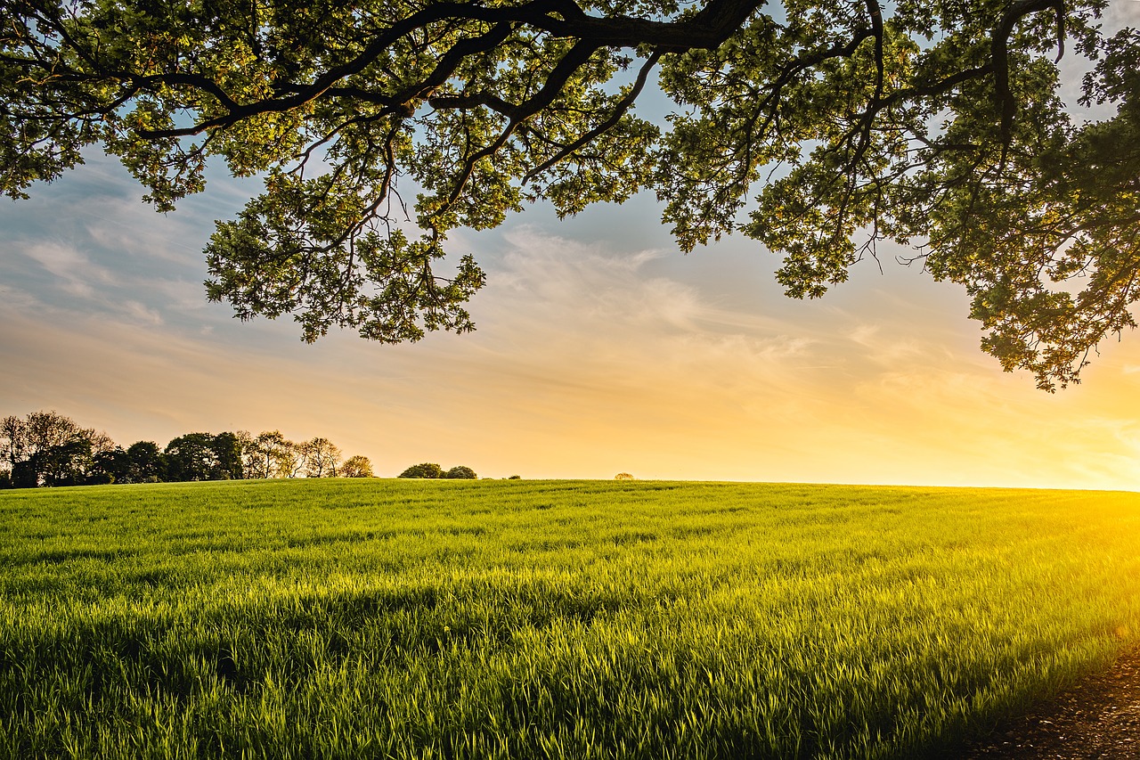 green field crops free photo