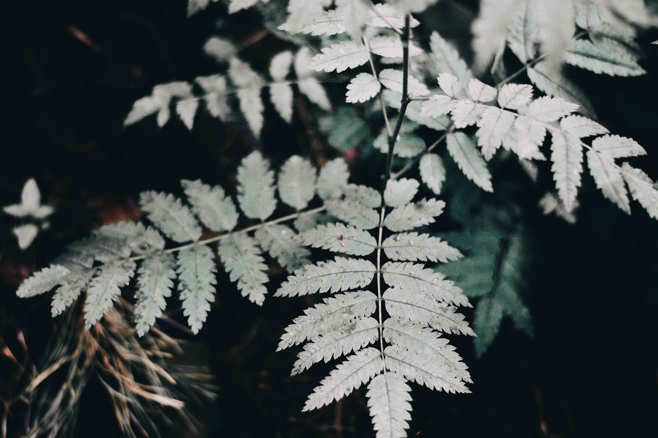 green leaf plant free photo