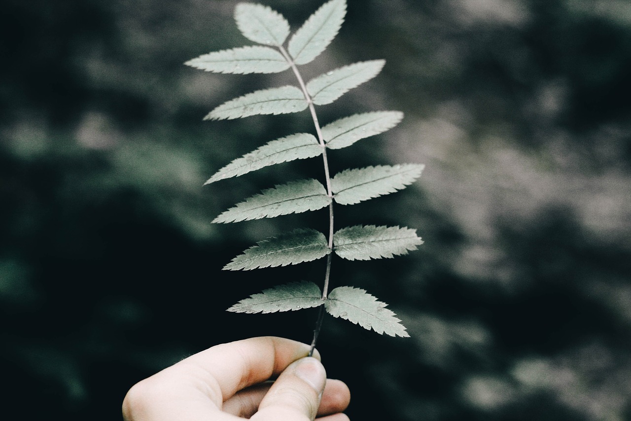 green leaf plant free photo