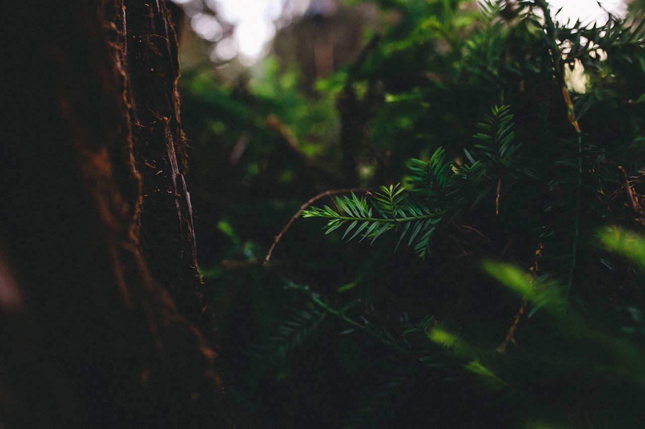 green leaf plant free photo