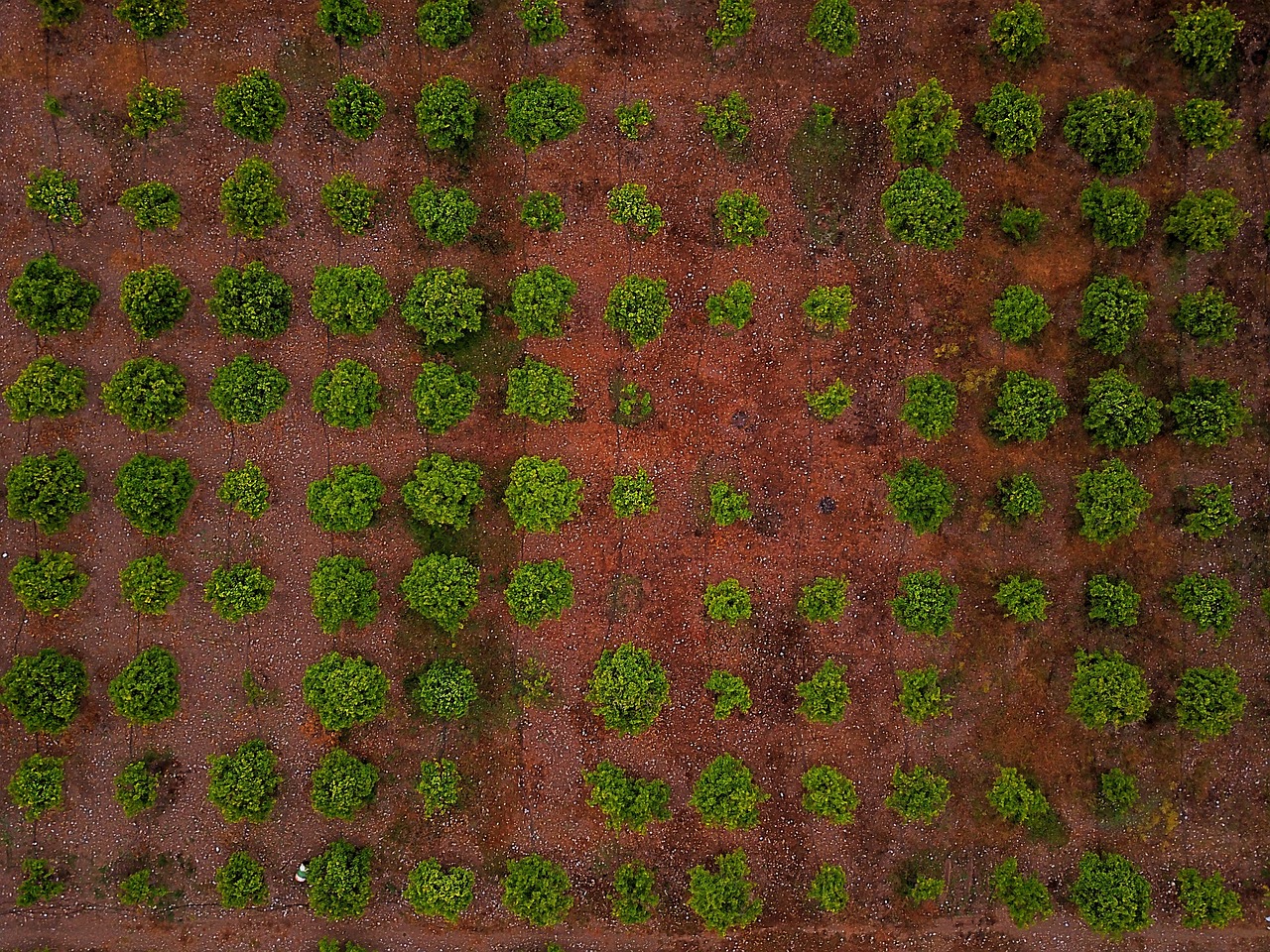 green trees plant free photo