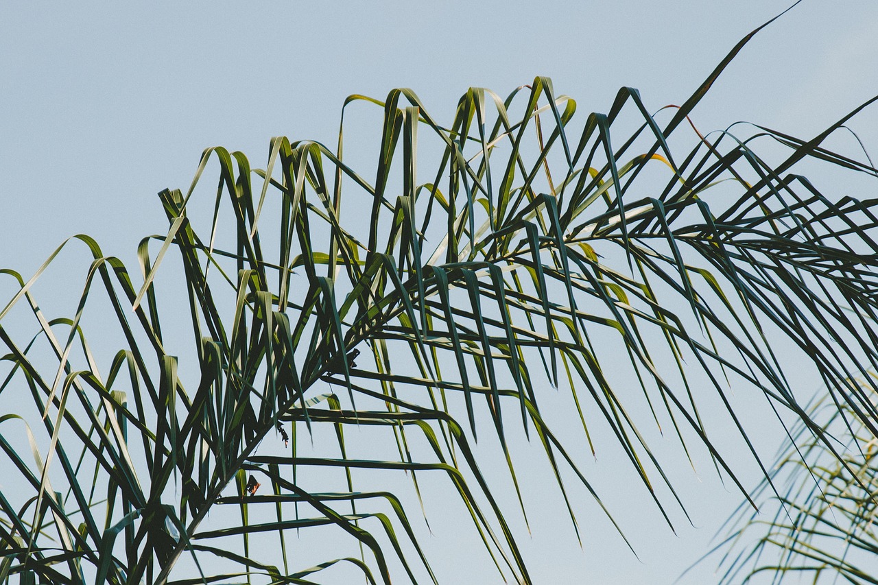 green leaf plant free photo