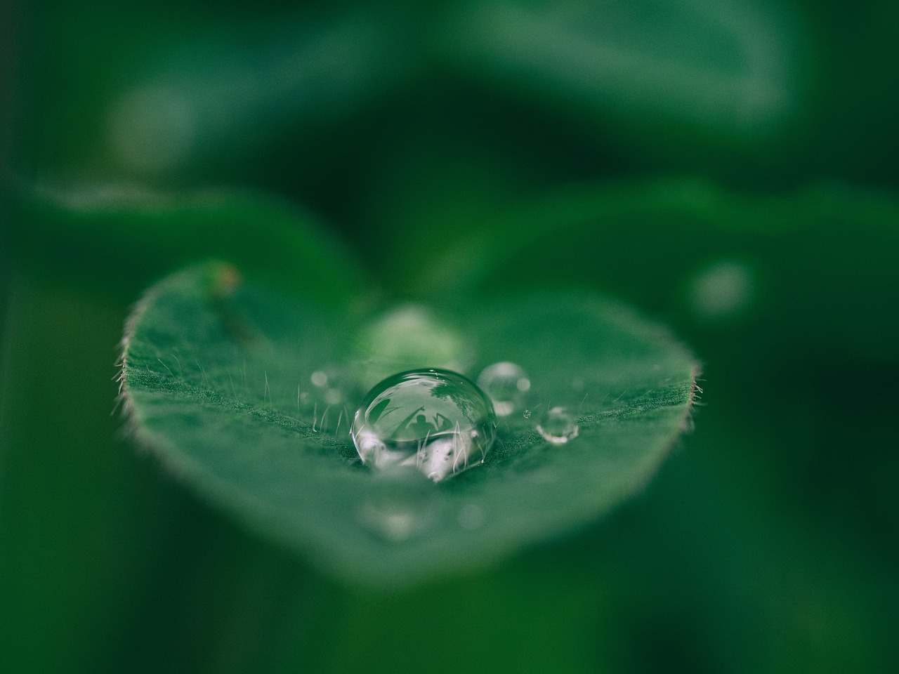 green leaf plant free photo