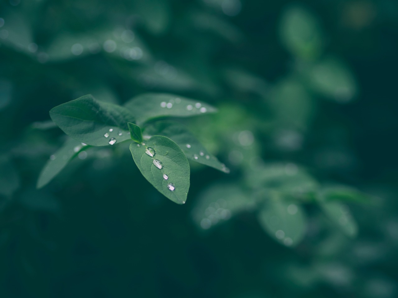 green leaf plant free photo