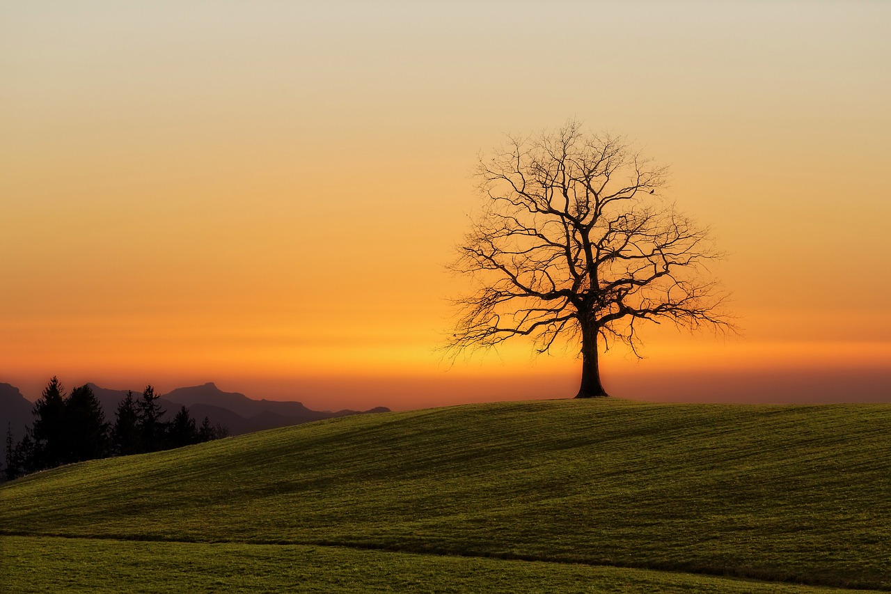 green grass field free photo