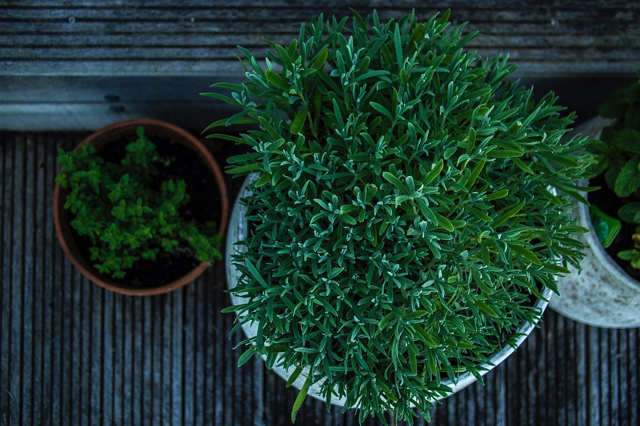 green plants flowerpot free photo