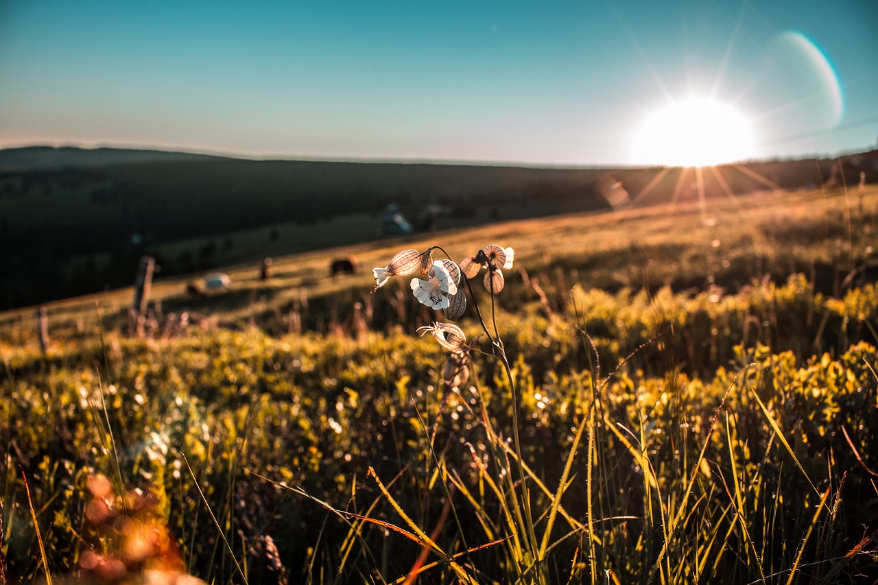 green grass grassland free photo