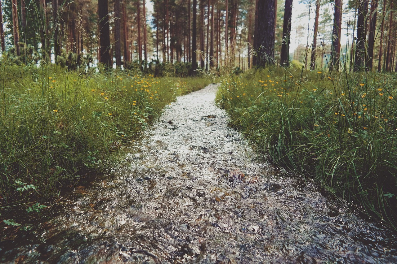 green grass outdoor free photo