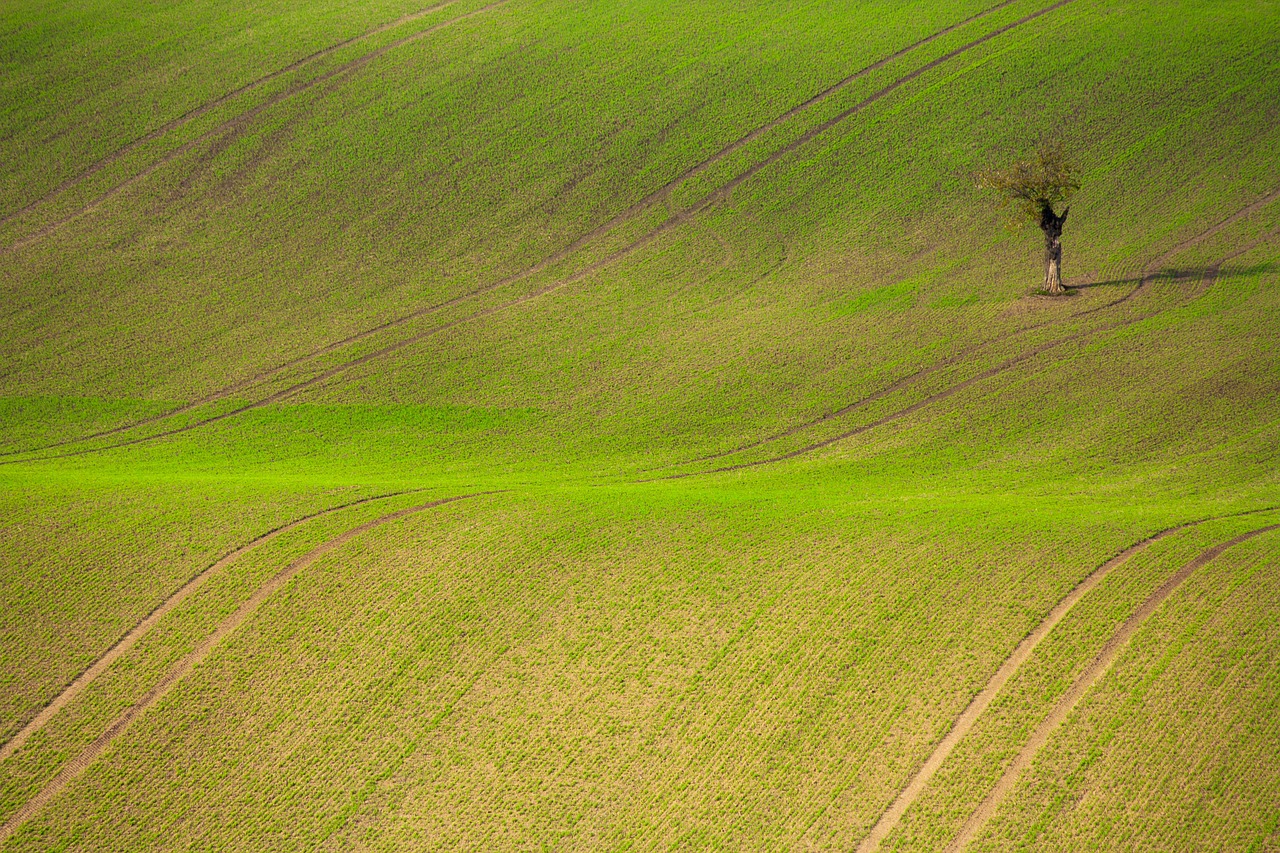 green grass grassland free photo