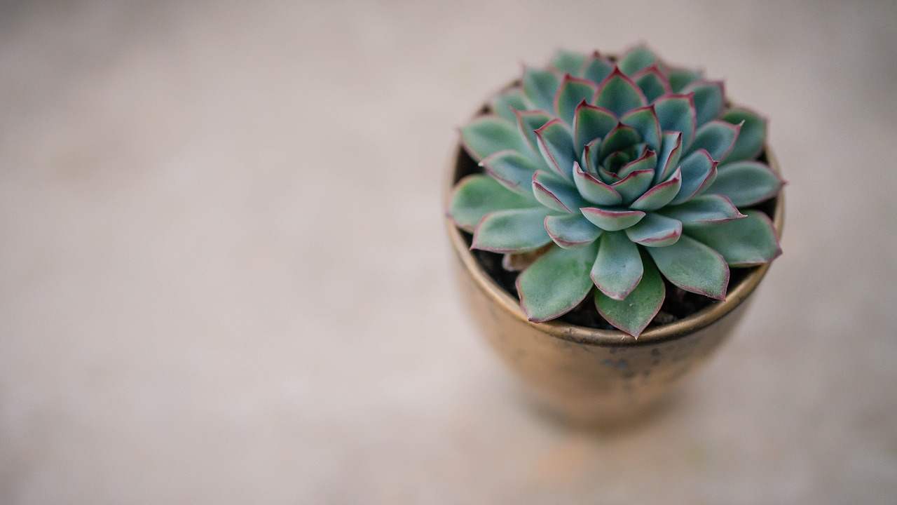 green plants nature free photo