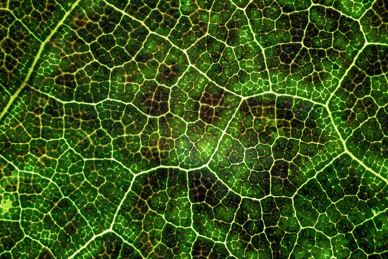 green leaf texture free photo