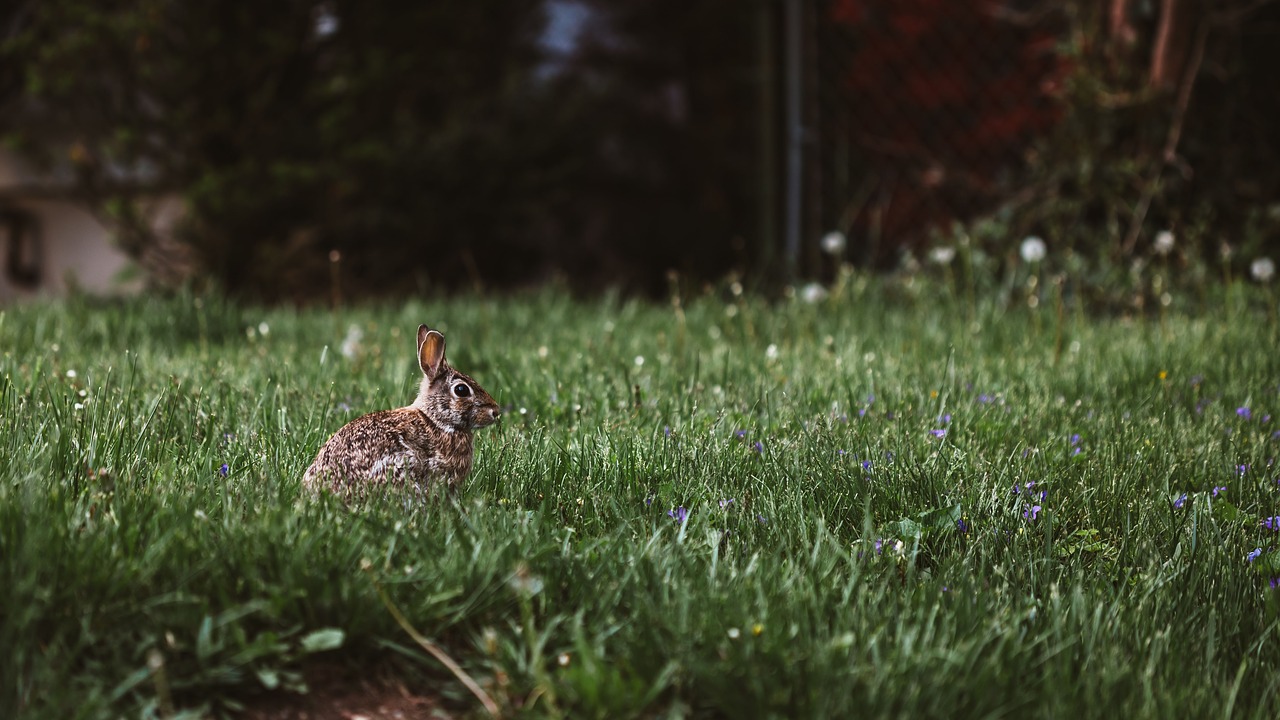 green grass lawn free photo