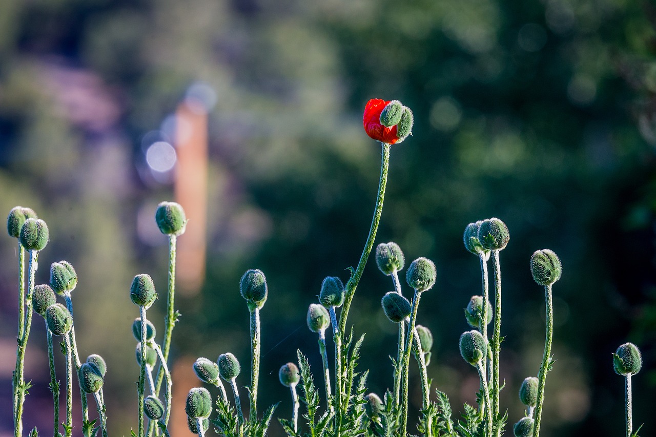 green leaf flowers free photo