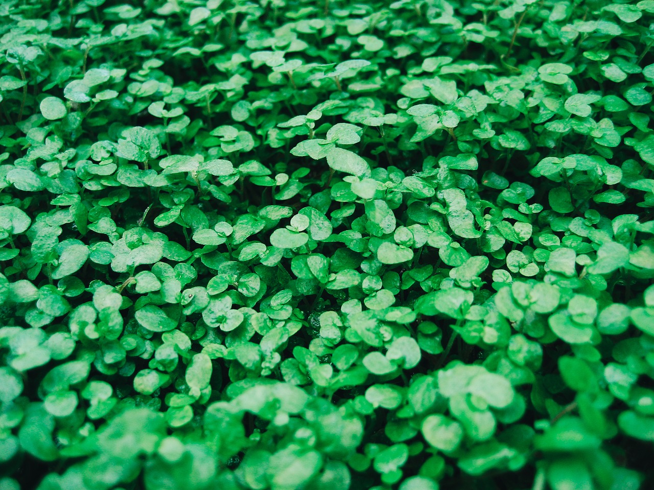 green leaf herbal free photo