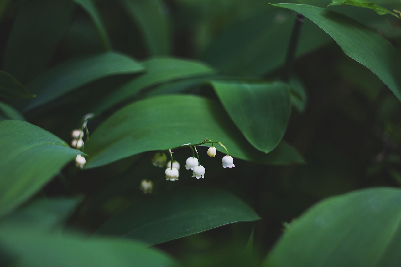 green leaf plant free photo