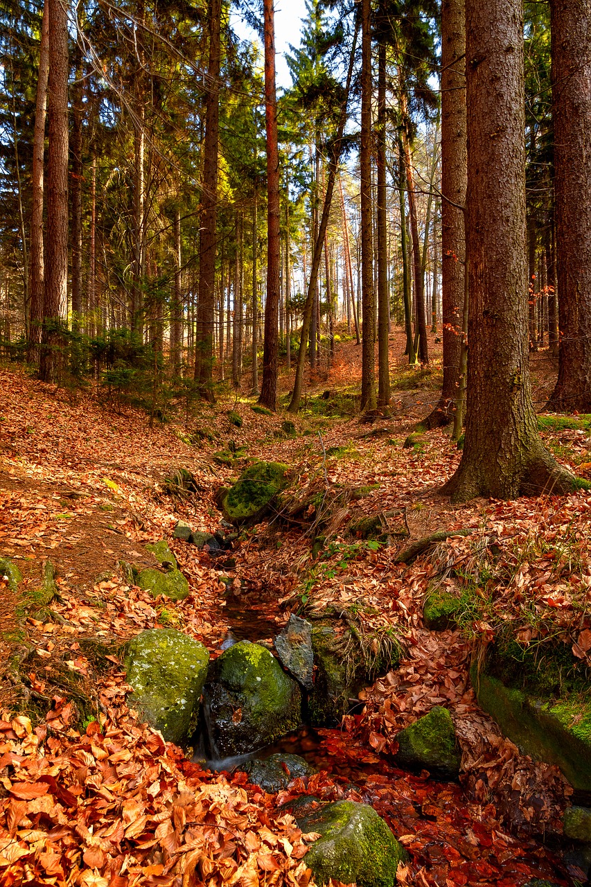 green moss leaf free photo